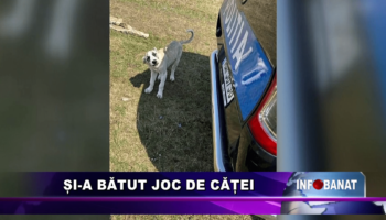 Și-a bătut joc de căței