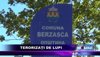 Terorizați de lupi