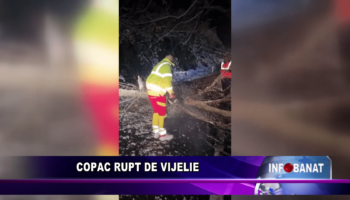 Copac rupt de vijelie