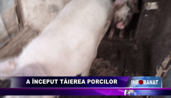 A început tăierea porcilor