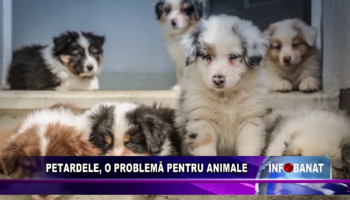 Petardele, o problemă pentru animale