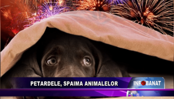 Petardele, spaima animalelor