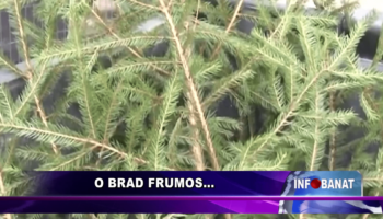 O brad frumos…