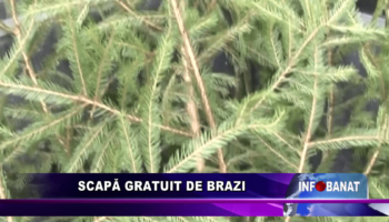 Scapă gratuit de brazi