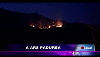 A ars pădurea