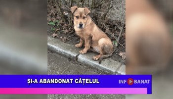 Și-a abandonat cățelul