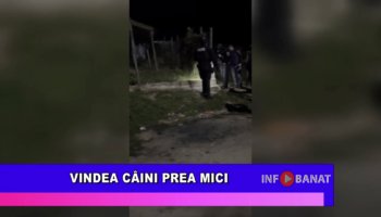 Vindea câini prea mici