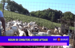 Măsuri de combatere a febrei aftoase