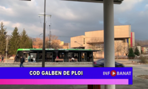 Cod galben de ploi