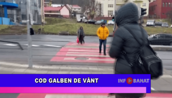 Cod galben de vânt