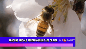 Din stup în stup
