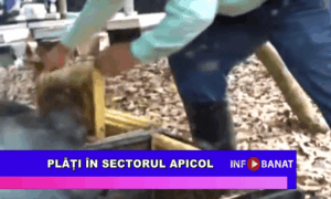 Plăți în sectorul apicol