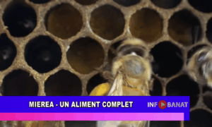 Mierea  –  un aliment complet
