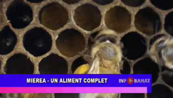 Mierea  –  un aliment complet