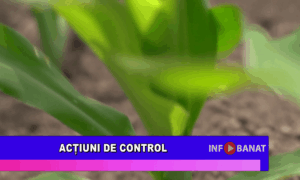 Acțiuni de control
