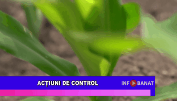 Acțiuni de control