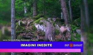 Imagini inedite