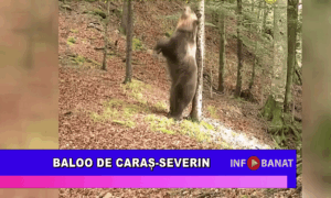 Baloo de Caraș-Severin