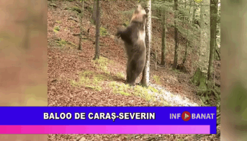 Baloo de Caraș-Severin