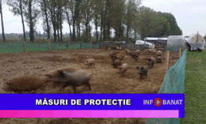 Măsuri de protecție