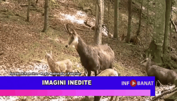 Imagini inedite
