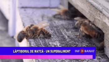 Lăptișorul de matcă – un superaliment