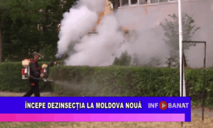 Începe dezinsecția la Moldova Nouă