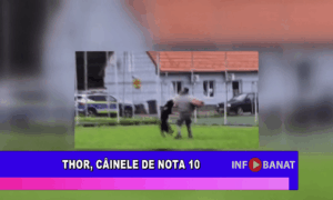 Thor, câinele de nota 10