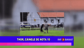 Thor, câinele de nota 10