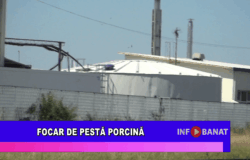 Focar de pestă porcină