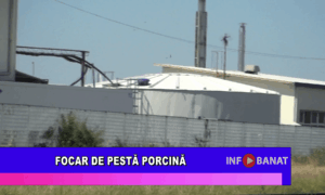 Focar de pestă porcină