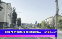 Cod portocaliu de caniculă