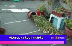 Vântul a făcut prăpăd
