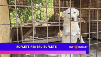 Suflete pentru suflete