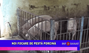 Noi focare de pestă porcină