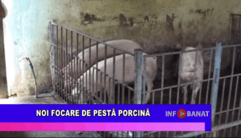 Noi focare de pestă porcină