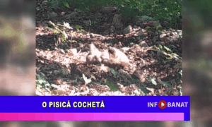 O pisică cochetă