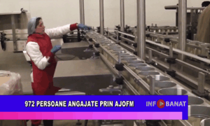 972 persoane angajate prin AJOFM