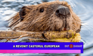 A revenit castorul european
