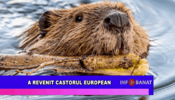 A revenit castorul european