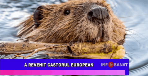 A revenit castorul european