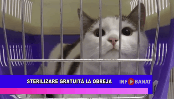 Sterilizare gratuită la Obreja