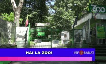 Hai la Zoo!