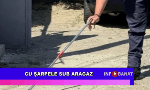 Cu șarpele sub aragaz