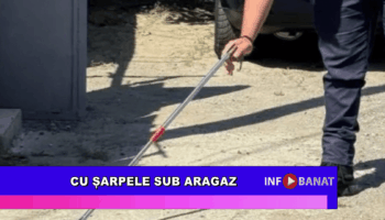 Cu șarpele sub aragaz