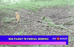 Râs filmat în Parcul Semenic
