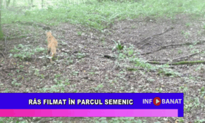 Râs filmat în Parcul Semenic