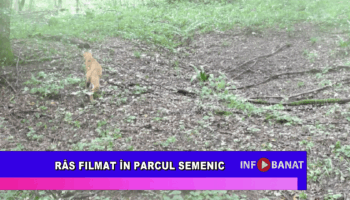 Râs filmat în Parcul Semenic