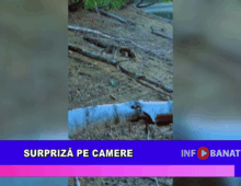 Surpriză pe camere
