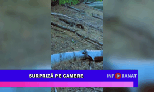 Surpriză pe camere
